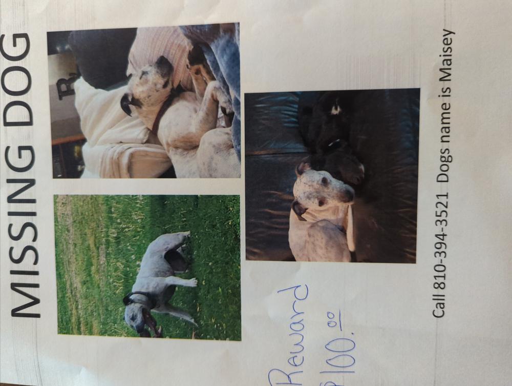 Image of Maisie, Lost Dog