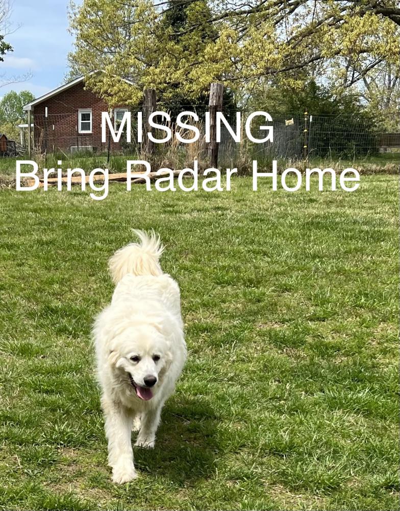 Image of Radar, Lost Dog