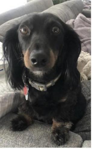 Image of Franklin, Lost Dog