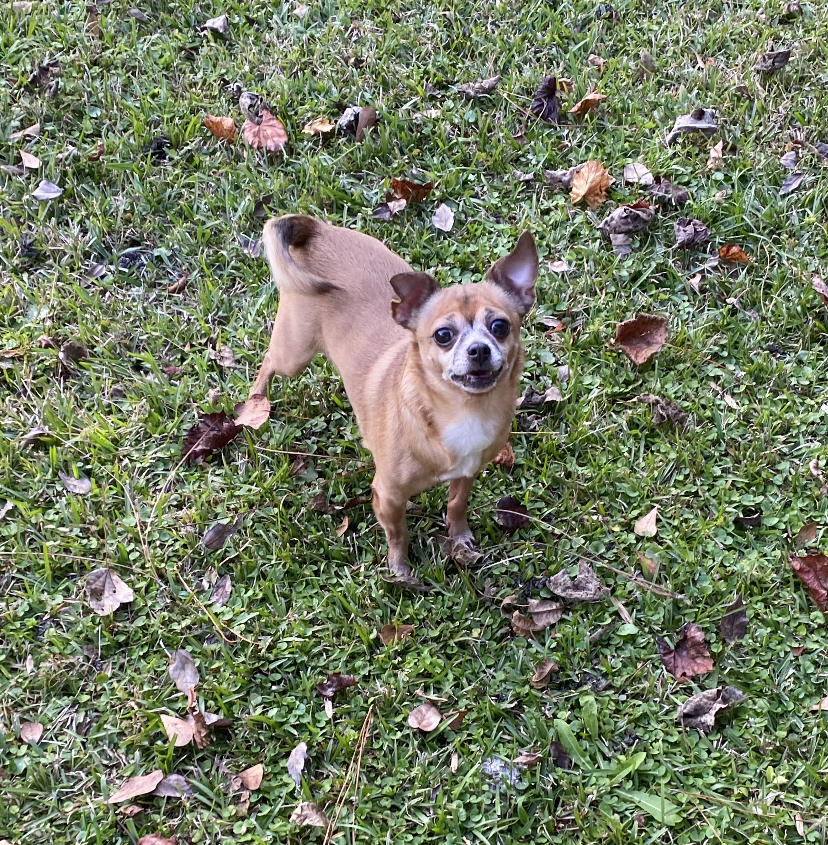 Image of Sophia, Lost Dog