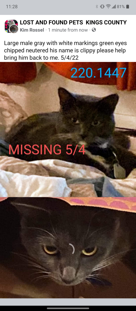 Image of Clippy, Lost Cat