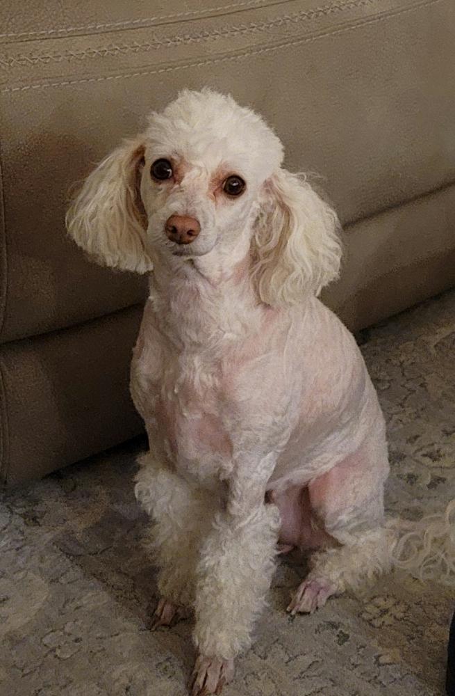 Image of Pearl Lopez, Lost Dog