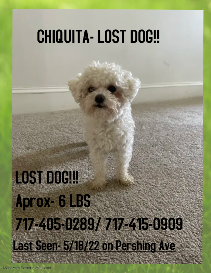 Image of Chiquita, Lost Dog