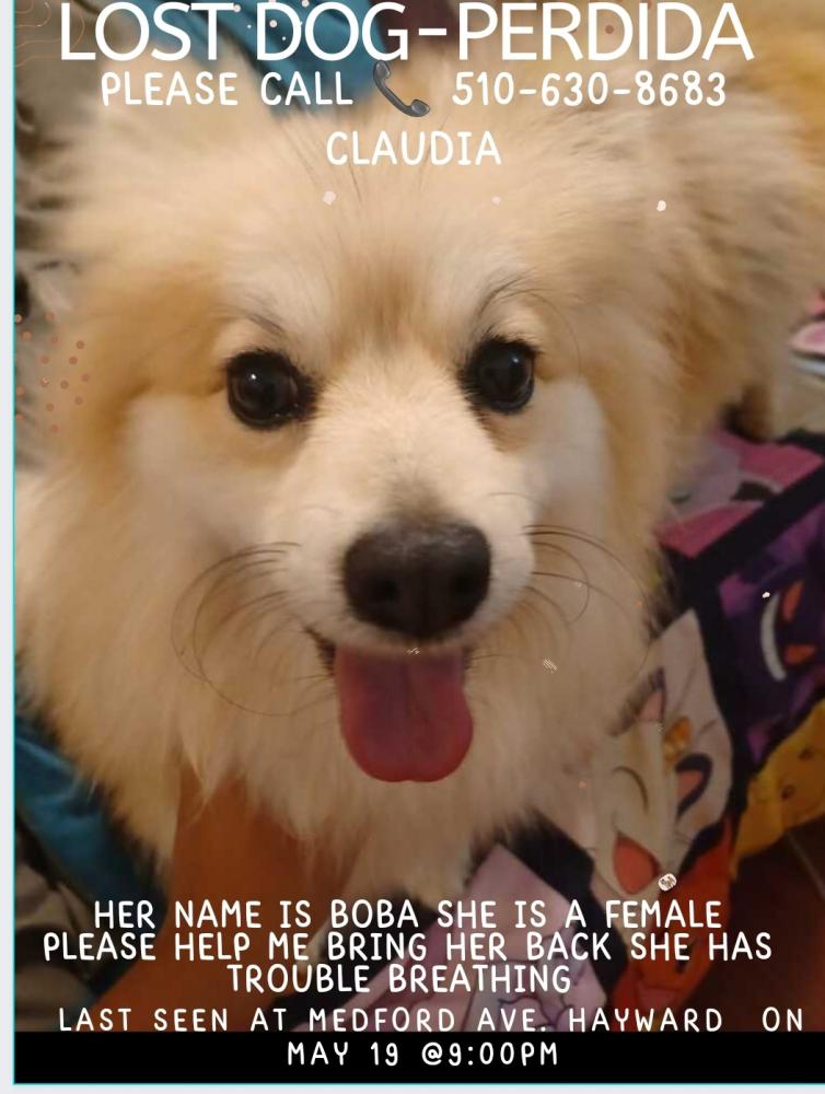Image of Boba, Found Dog