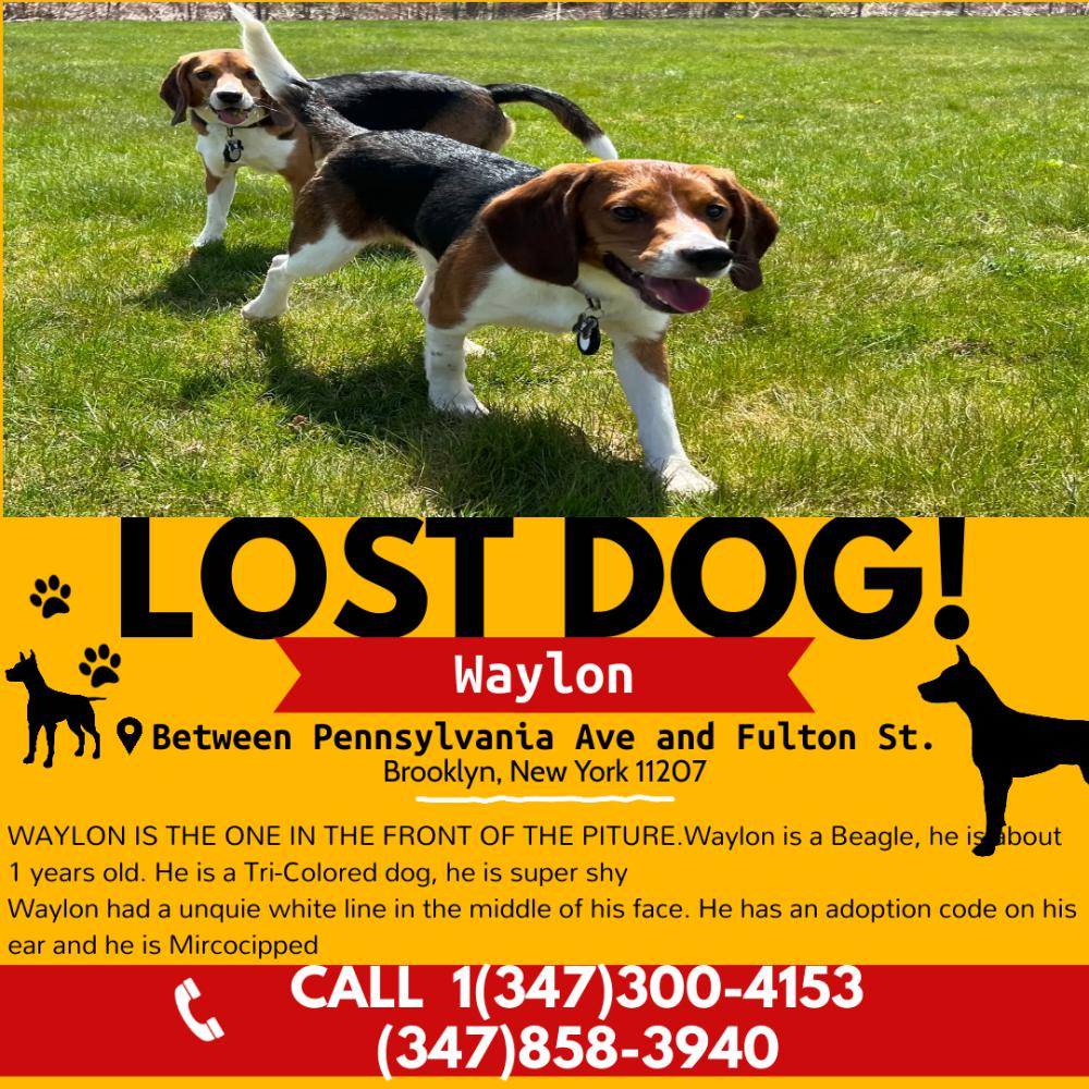 Image of Waylon, Lost Dog