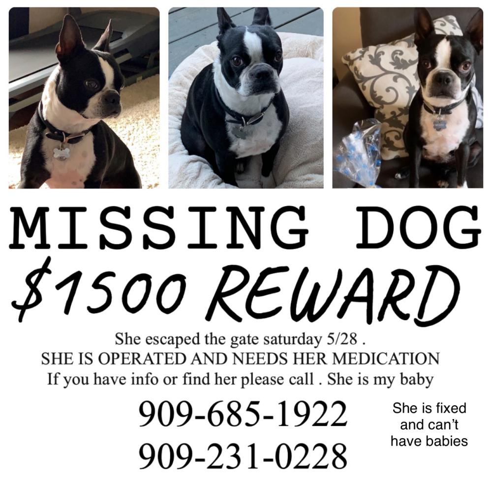 Image of Orca, Lost Dog