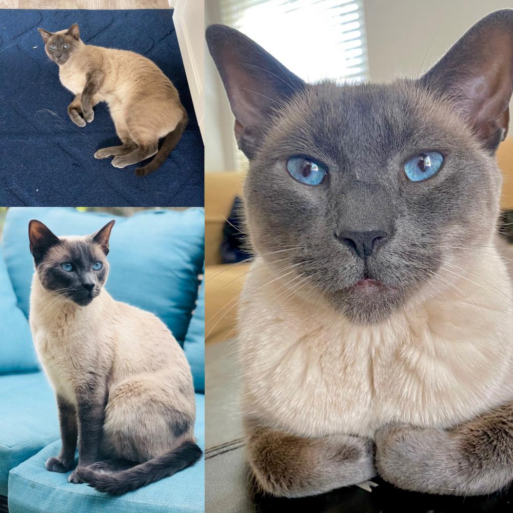 Image of Cosmo (Grey Siamese), Lost Cat