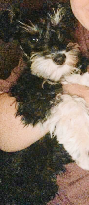 Image of Bailey Grace, Lost Dog