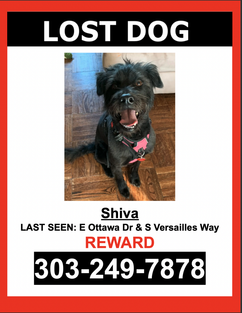Image of Shiva, Lost Dog