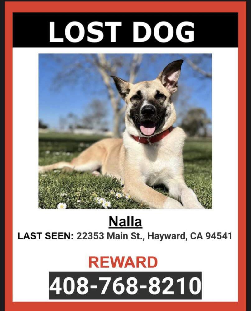 Image of Nalla, Lost Dog