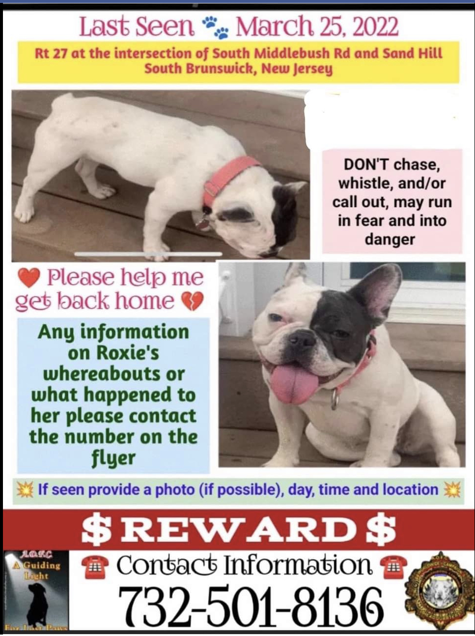 Image of Roxie, Lost Dog