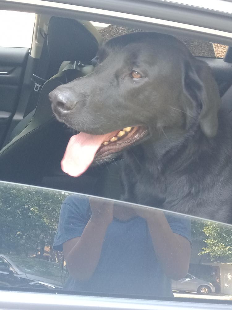 Image of Black Labrador, Found Dog