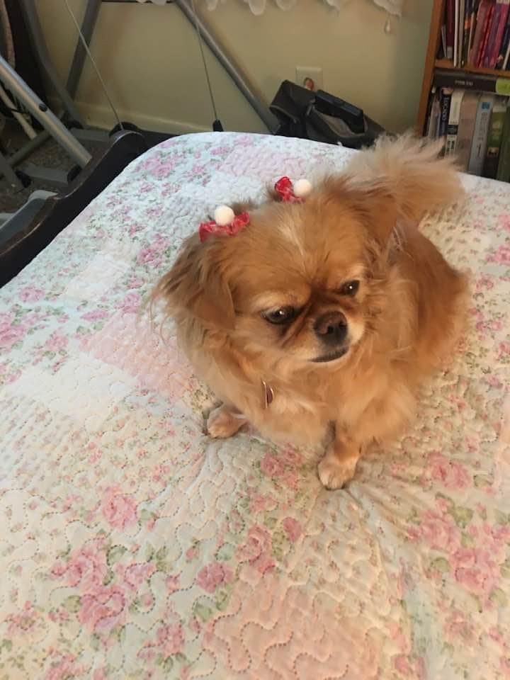 Image of Sweetie Pie, Lost Dog