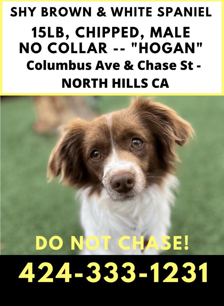 Image of Hogan, Lost Dog