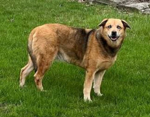 Image of Lois, Lost Dog