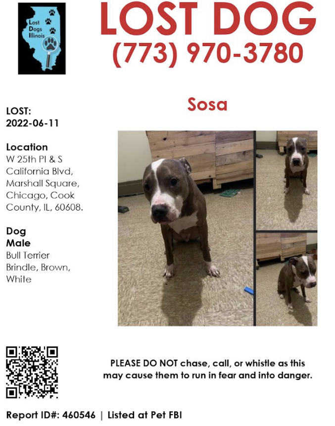 Image of Sosa, Lost Dog