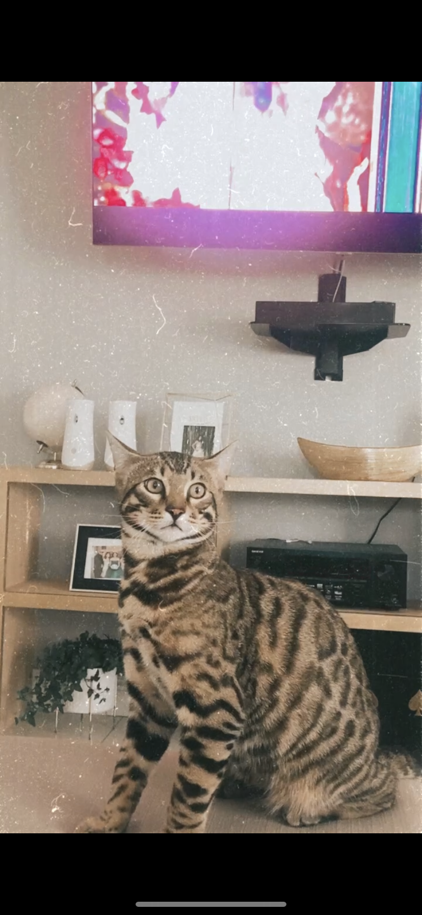 Image of Ace, Lost Cat