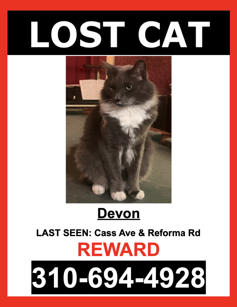 Image of Devon, Lost Cat