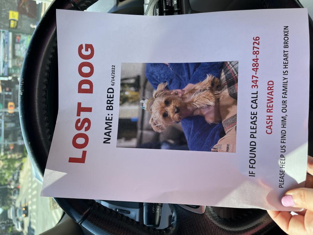 Image of Bred, Lost Dog