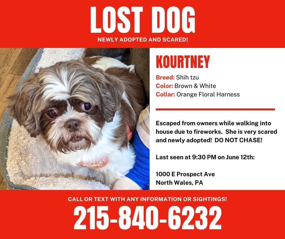 Image of Kourtney, Lost Dog
