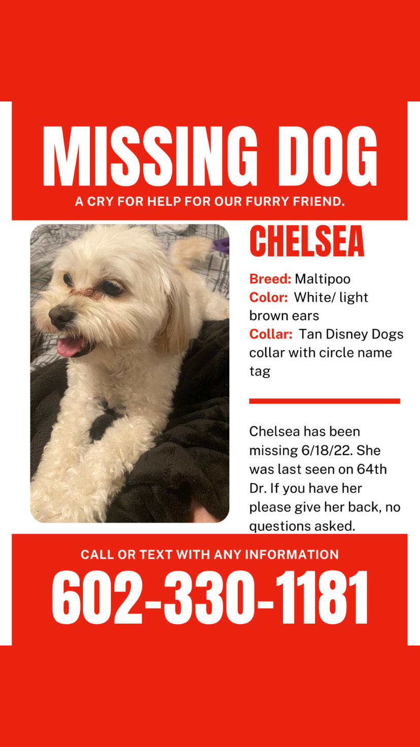 Image of Chelsea, Lost Dog