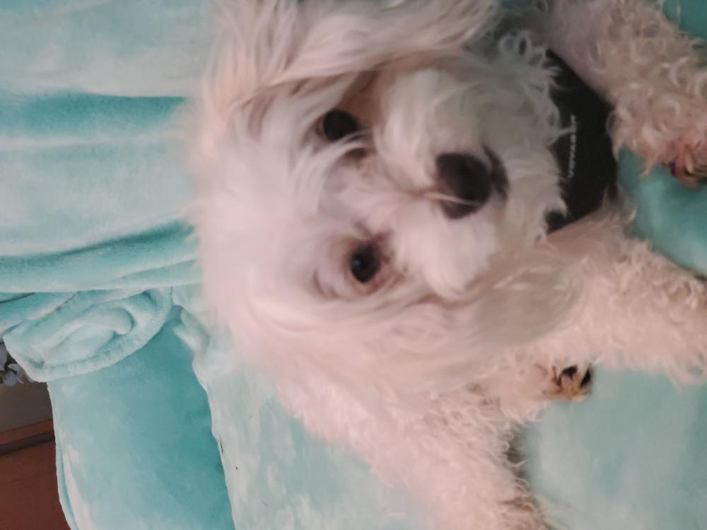 Image of BEAMER White Multipo, Lost Dog