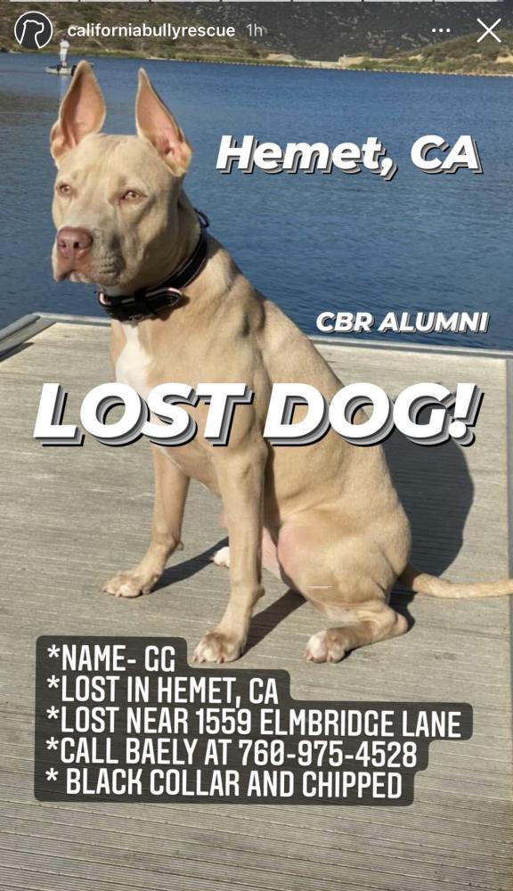 Image of GG, Lost Dog