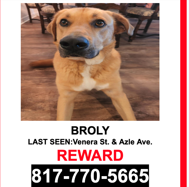Image of Broly, Lost Dog