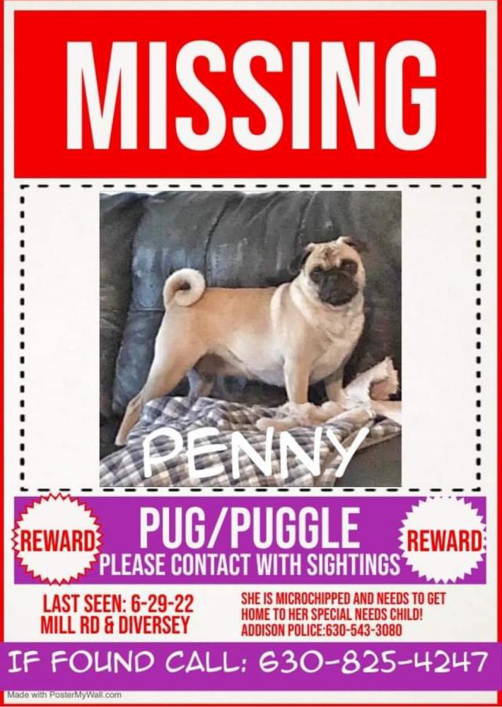 Image of Penny, Lost Dog