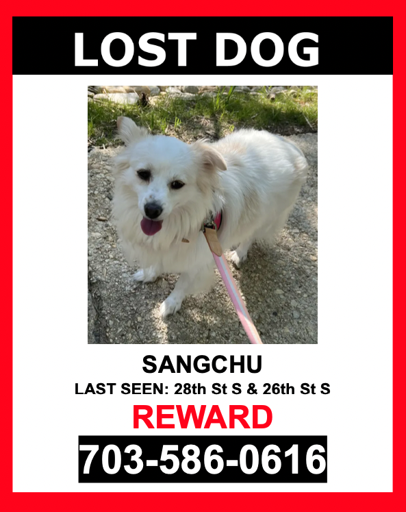 Image of SangChu, Lost Dog
