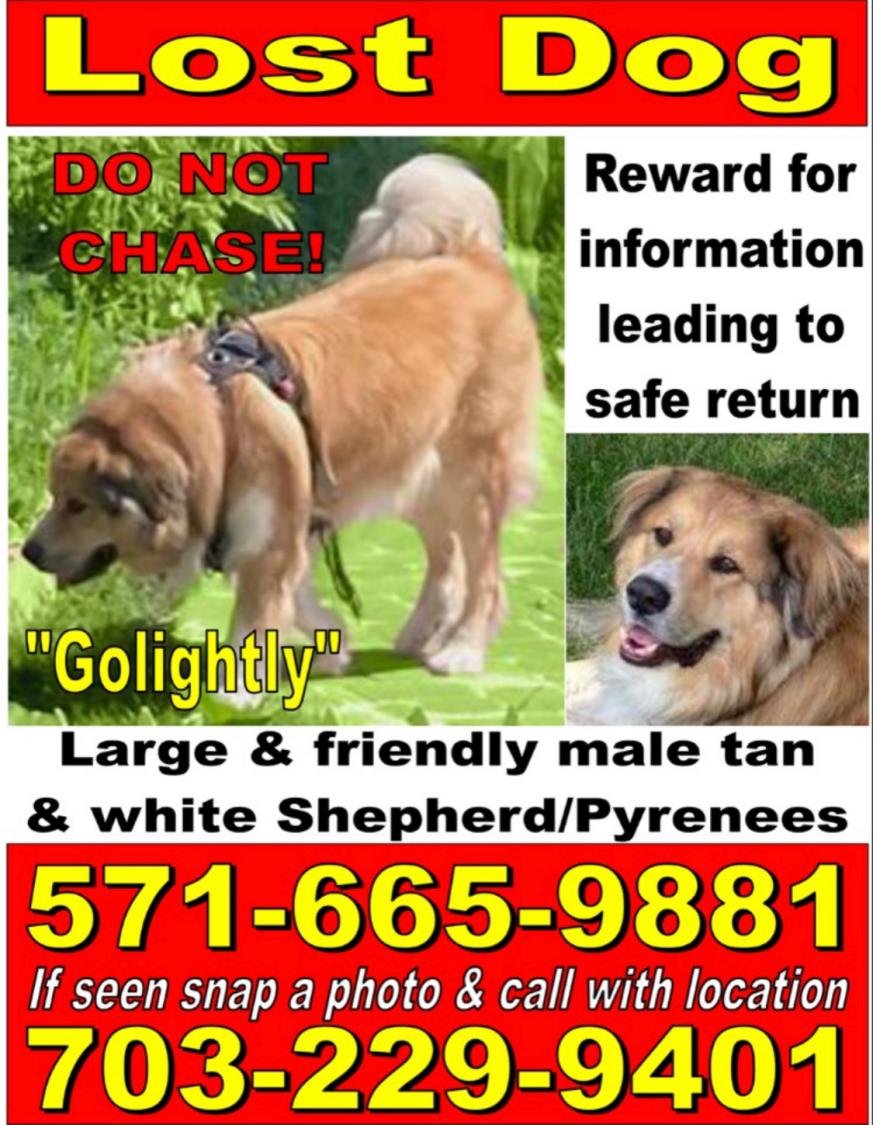 Image of Golightly, Lost Dog