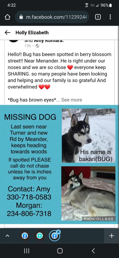 Image of Bakari, Lost Dog