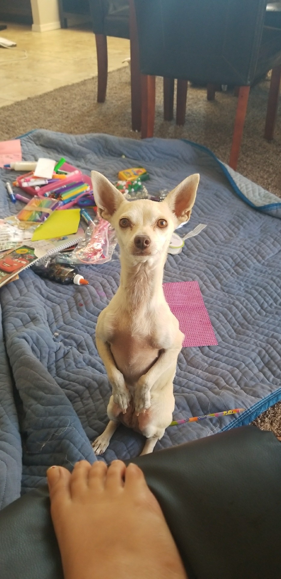 Image of Little foot, Lost Dog