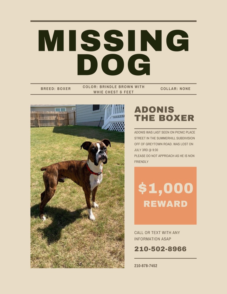 Image of Adonis, Lost Dog