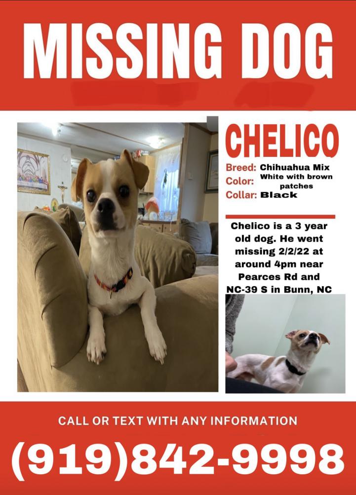 Image of Chelico, Lost Dog