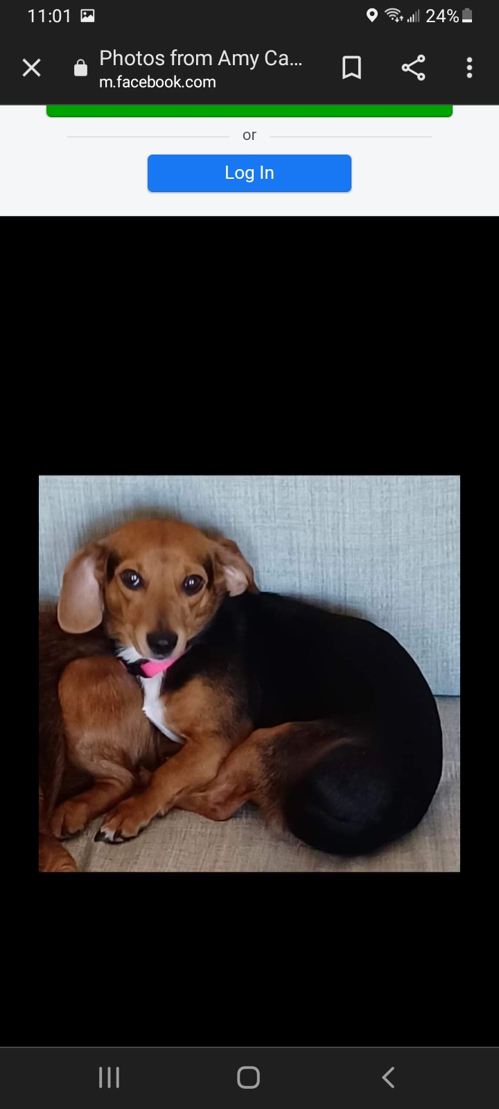 Image of Annabelle, Lost Dog