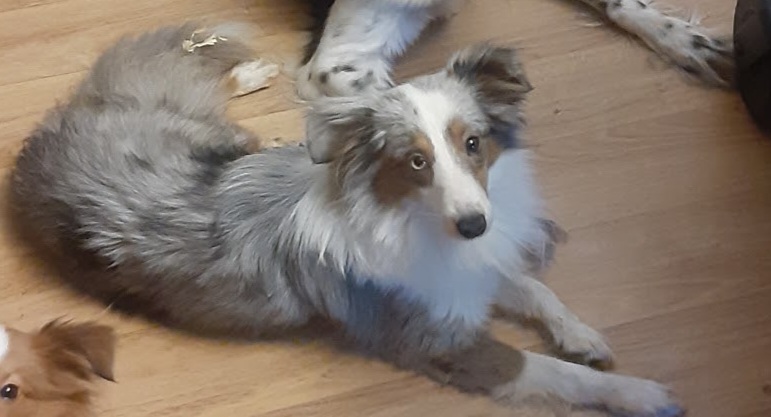 Image of Luath, Lost Dog
