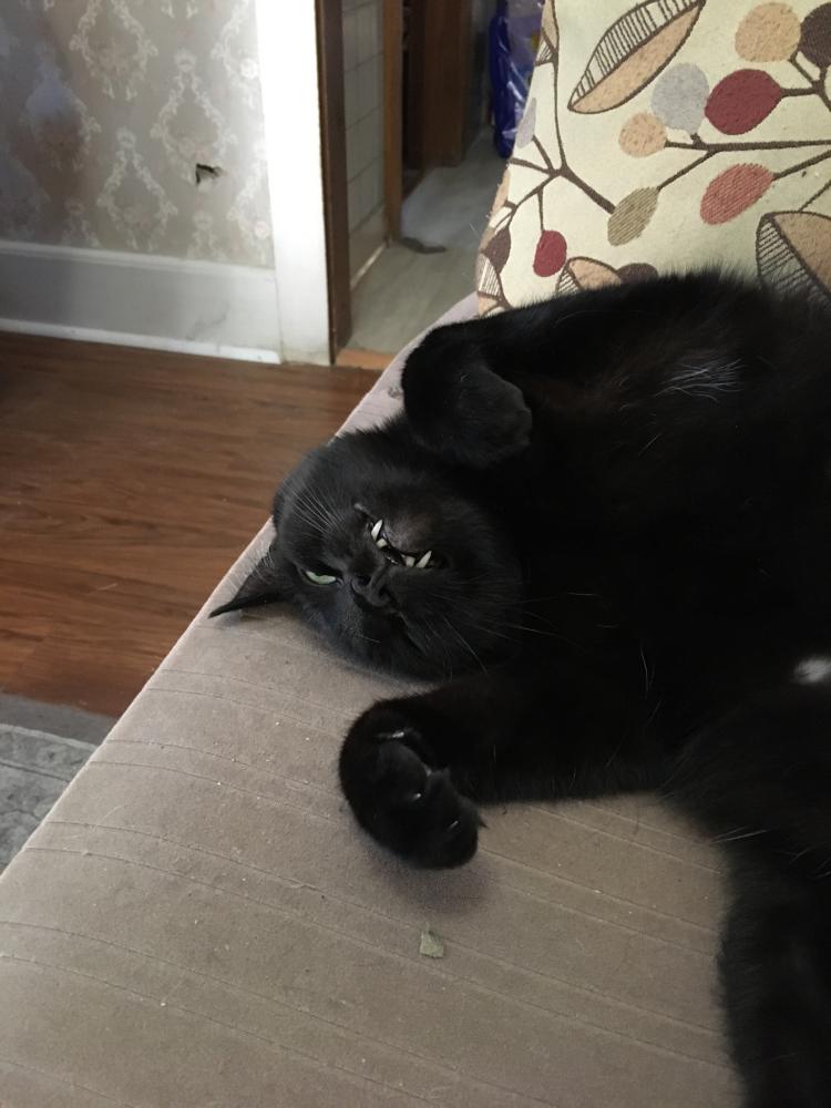 Image of Midnight or Big Boy, Lost Cat