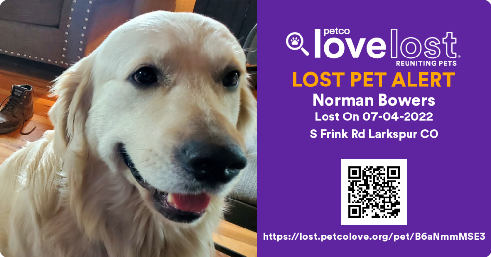 Image of Norman, Lost Dog