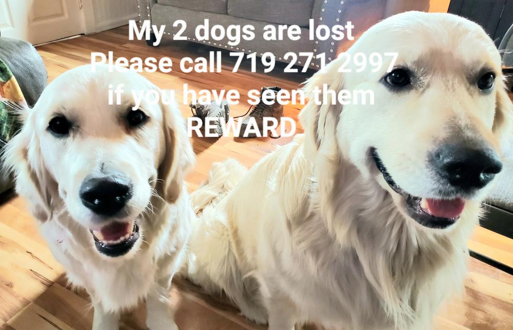 Image of Ethel and Norman, Lost Dog