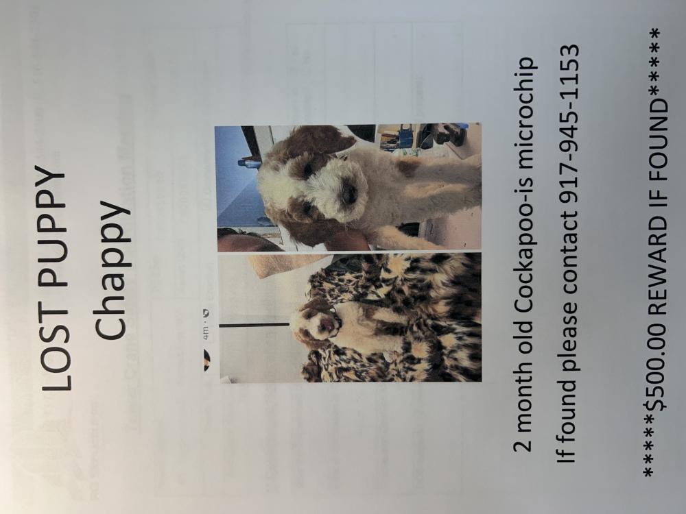 Image of Chappy, Lost Dog