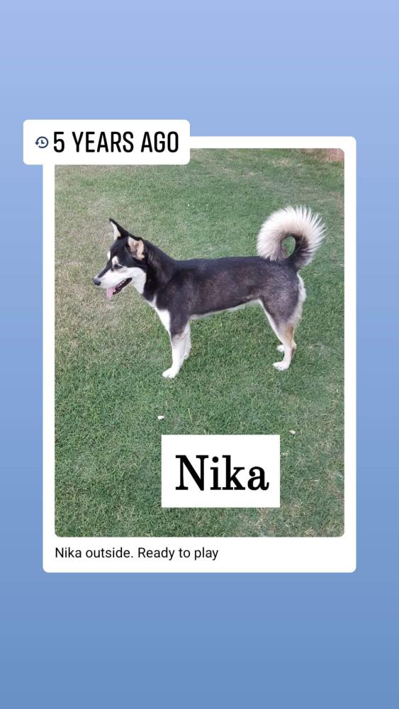 Image of Nika, Lost Dog