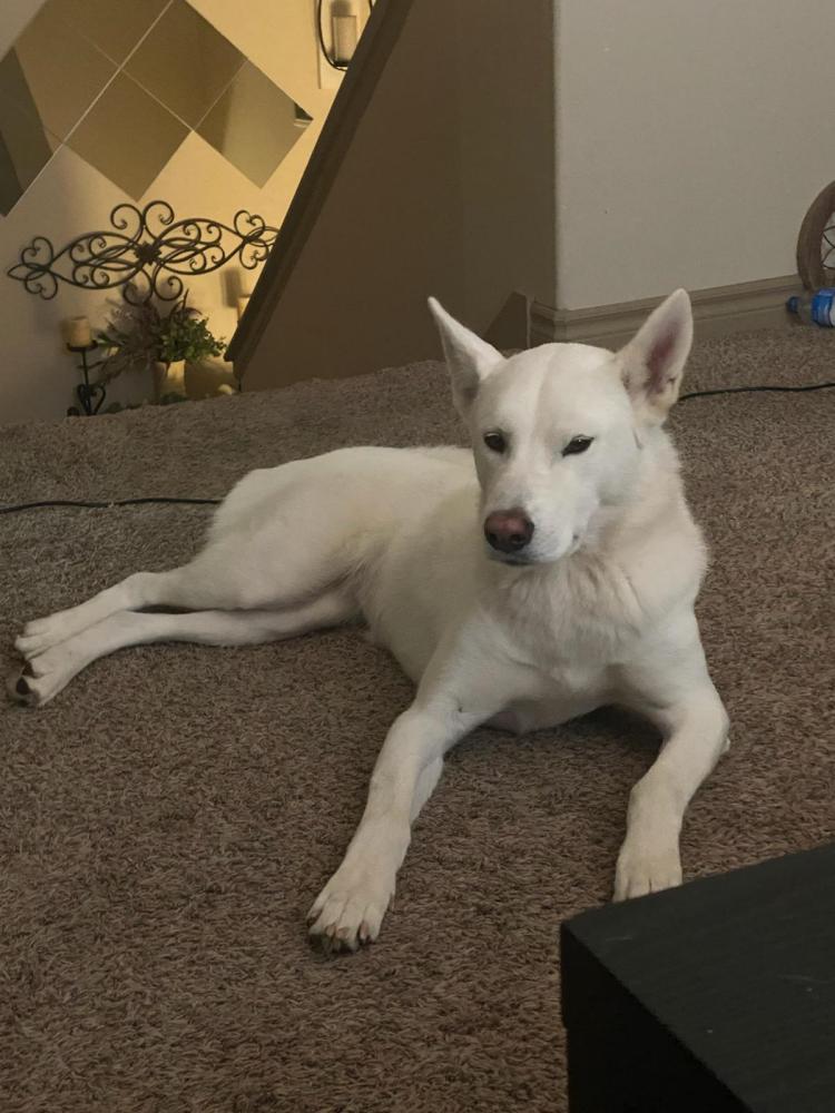 Image of LUCY, Lost Dog