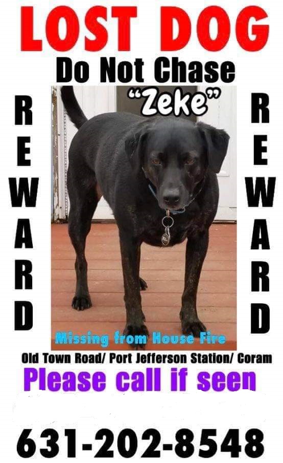 Image of Zeke, Lost Dog