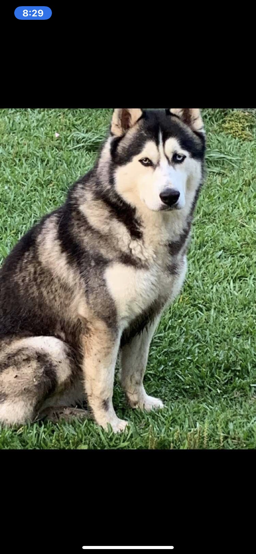 Image of SHADOW, Lost Dog