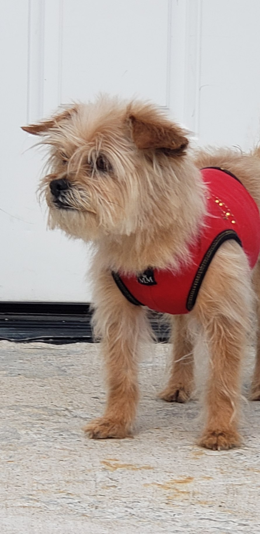 Image of scrappy, Lost Dog