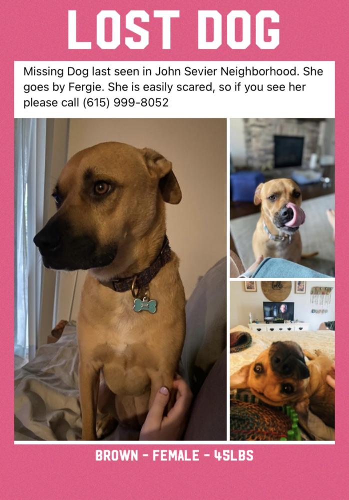 Image of Fergie, Lost Dog