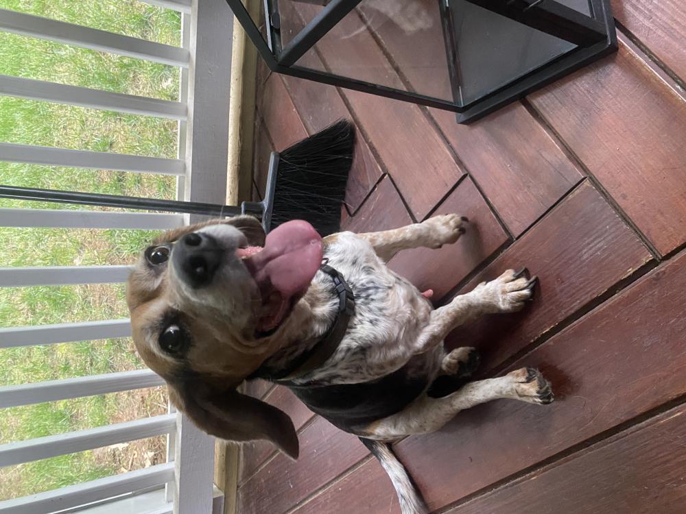 Image of Unknown beagle, Found Dog