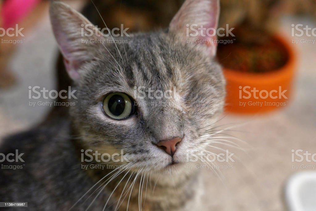 Image of Little Bit (1 eye), Lost Cat