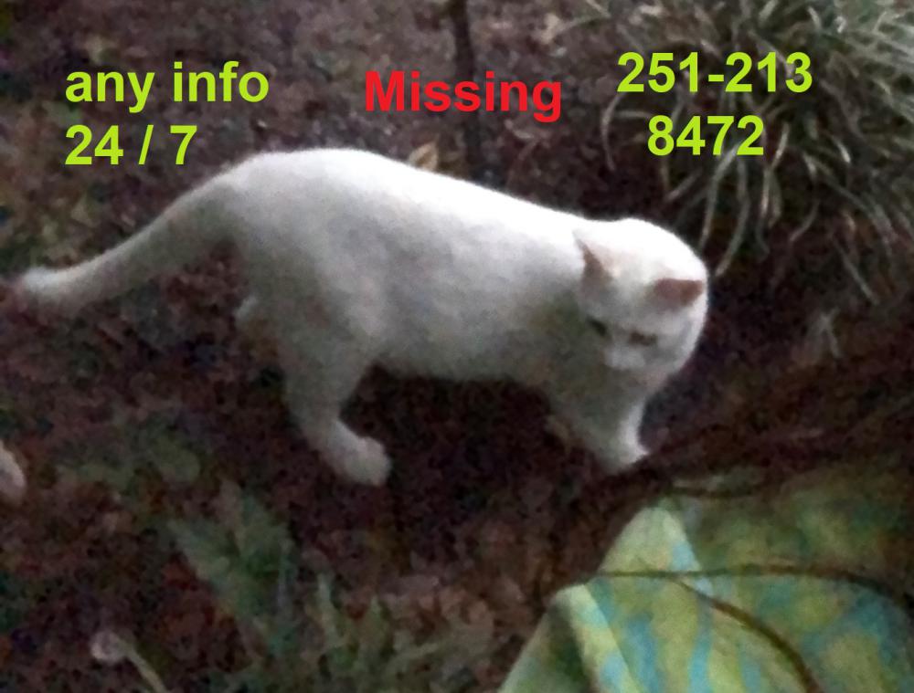 Image of Sugar Britches, Lost Cat